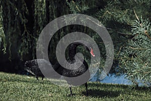 Black swan on green grass photo