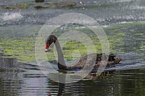 Black Swan in Gympie Qld photo