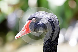 Black Swan Head