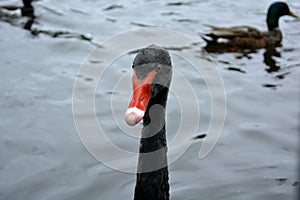 Black swan head