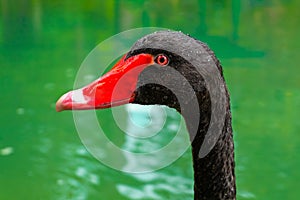 A black swan head close up portrait