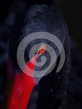 Black swan head detail portrait