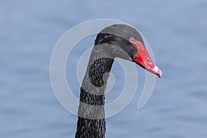 Black swan head