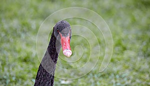 black swan head looking straight into the frame