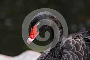 Black Swan head and neck