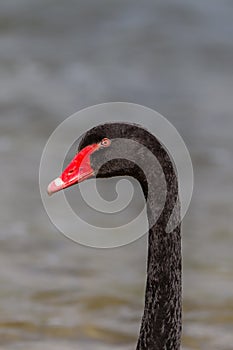 Black Swan head and neck