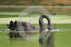 Black swan with head in water