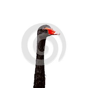 Black swan head on white background, isolate