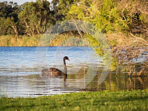 Black Swan on Herdsman Lake, Western Australia