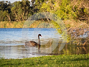 Black Swan on Herdsman Lake, Western Australia photo