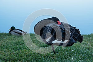 The black swan hid its head standing on the grass.