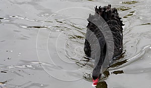 Black swan looking for food close-up