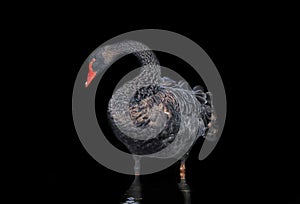 Black swan isolated on the black background