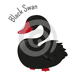 Black Swan isolated on white. Large waterbird