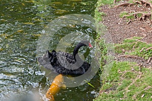 Black swan and koi fish in a pond on Oahu, Hawaii