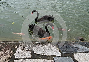 Black Swan, Koi Fish and Tortoise