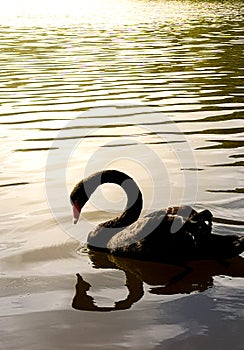 Black swan in lake