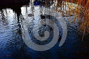 Black swan on the lake