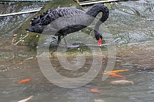 Black Swan beside a lake