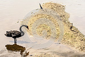 Black swan on the lake bed looking for food photo