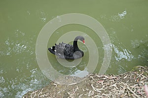 Black Swan on the lake in park. Ornitology background.