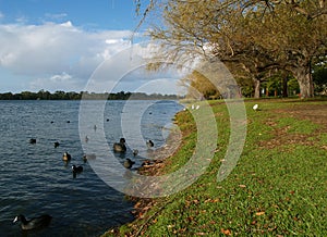 Black Swan Lake, Perth