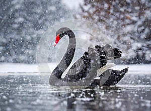 A black swan in a lake, winter and snow