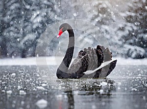 A black swan in a lake, winter and snow