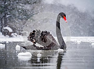 A black swan in a lake, winter and snow