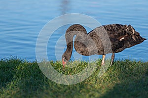 A black swan Latin Cygnus Atratus, arching its neck, grazes the grass on the shore of a pond in a city park. Spring time, sunset