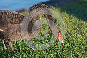 Black swan Latin name Cygnus Atratus is ready to graze the grass on the coast of pond in the central city park. Spring time,