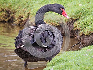 Black swan looking for food standing in pond