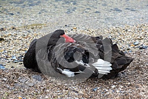 Black swan lying near water.