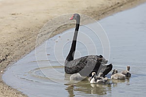 Black Swan motor and babies swimming on an oasis in the desert