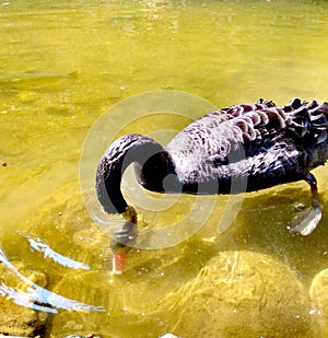 Black Swan, mourning Swan, See, Lake, Bild on the lake