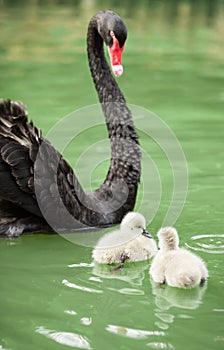 Black swan mum and babies