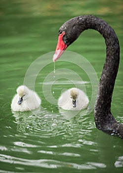 Black swan mum and babies