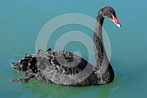 Black Swan National Kandawgyi Gardens Pyin Oo Lwin Myanmar