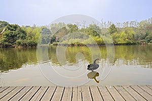 Black swan near planked lakeshore in sunny spring