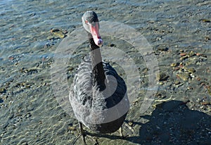 Black Swan at Ohrid Lake