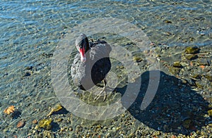 Black Swan at Ohrid Lake