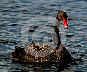 Black Swan of Perth