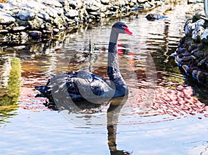 A black swan in a pond