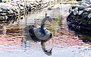 A black swan in a pond