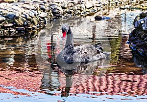 A black swan in a pond