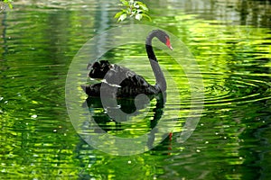 Black swan in the pond