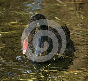 Black swan in the pond