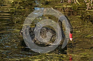 Black swan in the pond