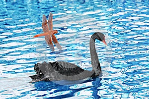 Black Swan on pond with dragonfly