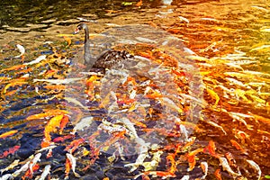 Black Swan in the pond with Japanese koi fish, Thai village, Loro parque, Tenerife